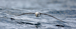 Fantastic bird photography with the albatross in flight over water